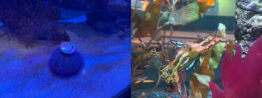 PHOTOS: Sea Urchins Don Berets and Seadragons Arrive at The Seas With Nemo & Friends