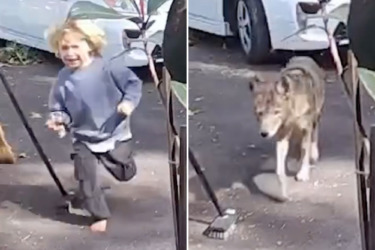 Terrifying video shows coyote stalking toddler at family home