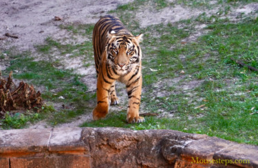 Photos: Young Tiger Bakso at Disney’s Animal Kingdom After Separation from Mom