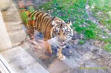 Young Tiger Bakso and Mom Now Permanently Separate at Disney’s Animal Kingdom Park