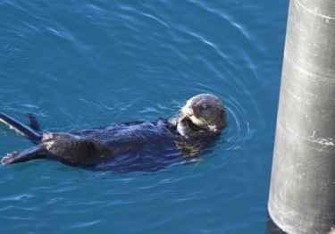 You Really Otter Watch This: Snowstorm Frolics in Baltimore
