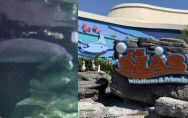 New Orphaned Manatee “Soleil” Joins Cider and Tanimura at EPCOT’s The Seas with Nemo & Friends