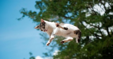 A New Study Details How Cats Almost Always Land on Their Feet