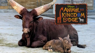 Walt Disney World Welcomes First Ankole Cattle Calf in Over Two Decades
