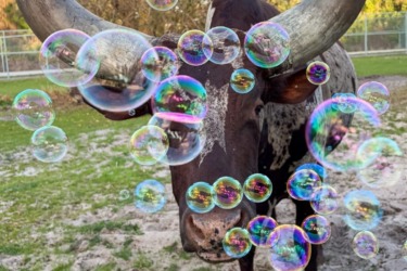 Ankole Cow Mudiwa Celebrates Lucky 16th Birthday on St. Patrick’s Day at Disney’s Animal Kingdom