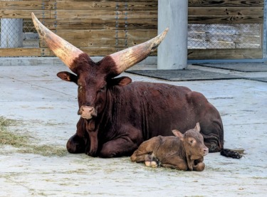 First Ankole Calf in Over 20 Years Born at Walt Disney World