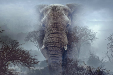 Stream It Or Skip It: ‘Ghost Elephants’ on Disney+, a Nature Documentary that Werner Herzog Turns Into a Rumination on Dreams
