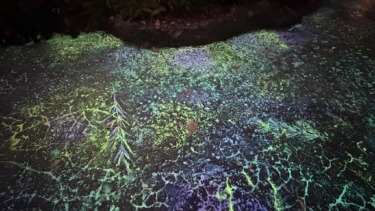 Disney Enhances Pandora — The World of Avatar with New Bioluminescent Features