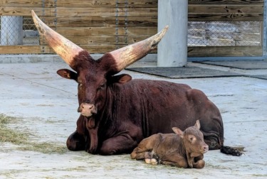 First Ankole Calf Born at Walt Disney World in Over 20 Years