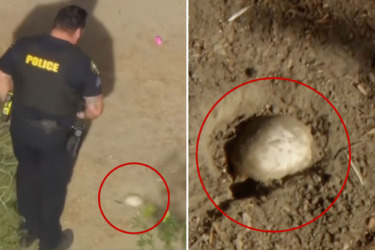 Easter egg hunt horror as kids stumble across possible small human skull