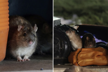 DC giving birth control to rats in an effort to curb its rodent population