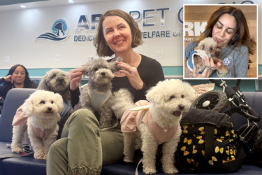 Meet the NYers saving hundreds of adorable dogs from ending up on the menu