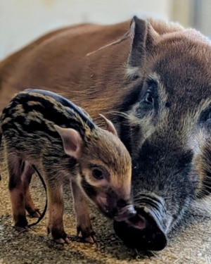 You Won’t Believe Who Just Arrived at Disney’s Animal Kingdom Lodge!