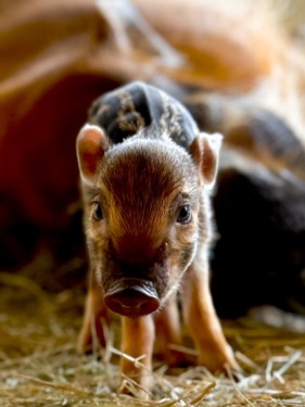 River Hog Piglets Born at Disney’s Animal Kingdom Lodge