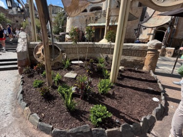 Savi’s Workshop Courtyard Brings More Greenery to Batuu with New Flowerbed