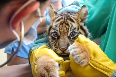 Behind the Scenes of Animal Care Excellence and Daily Life at Disney’s Animal Kingdom