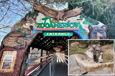 ‘Unsupervised’ toddler wounded by wolf after crawling into restricted area at Hersheypark’s zoo while parents were on phones