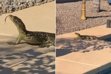Arizona man shocked when he finds unexpected, giant creature swimming in his pool