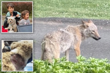 Ritzy Hudson River community thrown into chaos as coyote torments kids, pets