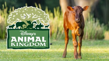 Meet Cinnamon, the Newest Addition on Kilimanjaro Safari’s Savanna at Disney’s Animal Kingdom