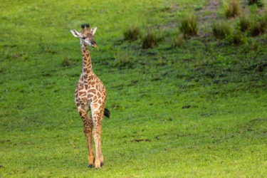 PHOTOS: Ivy the Baby Giraffe Makes Her Debut at Disney’s Animal Kingdom