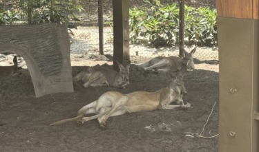 PHOTOS: Jumping Junction Welcomes First Guests at Disney’s Animal Kingdom