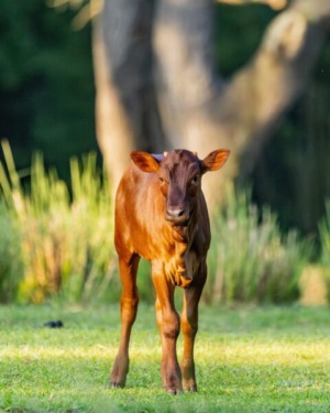 There’s a NEW Baby on The Safari in Animal Kingdom And We’re Already Crying