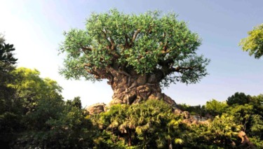 Disney Data Dump June 24 2026