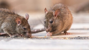 Mutating rats, mice becoming resistant to poison, research suggests