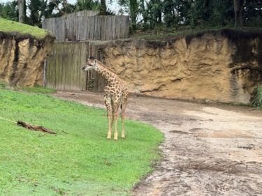 Photos/Video: Baby Masai Giraffe ‘Ivy’ Arrives at Kilimanjaro Safaris at Disney’s Animal Kingdom