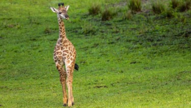 This Disney Baby Animal Has Made Her Debut On The Savanna!