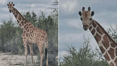 Missing 1200-pound giraffe Gracie found 2 weeks after wandering away from ranch in viral search