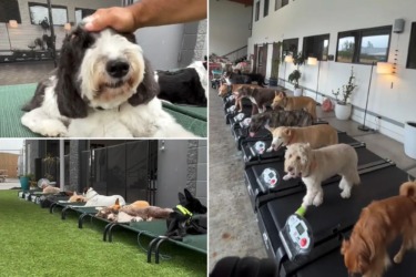 LA doggy daycare launches training program to help dogs overcome fear of fireworks