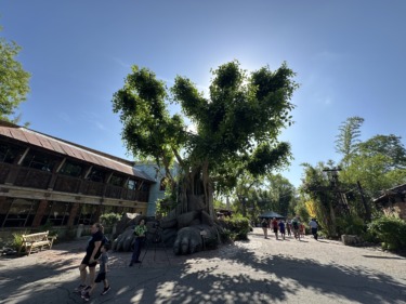 Animal Kingdom Banyan Tree Impacted by Deep Freeze This Past Winter Coming Back Strong