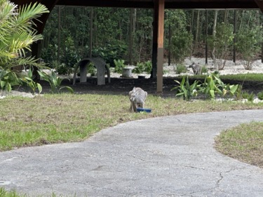 Jumping Junction Kangaroos are New Family, Not Relocated Discovery Island Residents