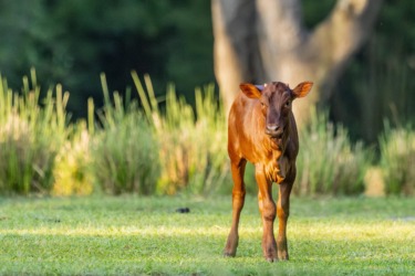 Cinnamon, the Ankole Calf, Makes Kilimanjaro Safaris Debut at Animal Kingdom