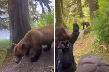 Intense video captures moment group of Alaskan hikers come face-to-face with grizzly bear on trail