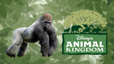Bakari, the Park’s New Silverback Gorilla Settles in at Disney’s Animal Kingdom