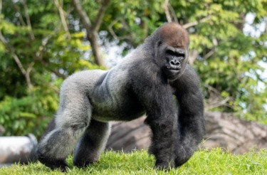 Bakari Now Appearing on Gorilla Falls Exploration Trail at Disney’s Animal Kingdom