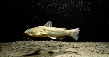 Contagious Cancer Found in North American Catfish