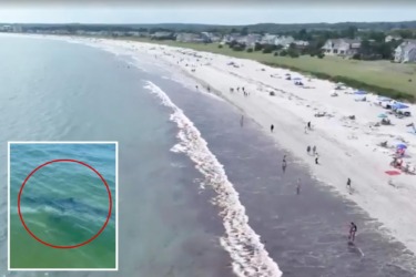 Nearly a dozen great white sharks spotted off popular Maine beach over 48 hours: ‘Larger than I’ve seen’