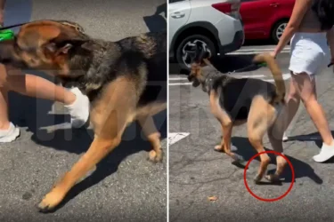 Woman rages at dog owner walking pet on hot SoCal parking lot amid scorching heatwave: ‘This is animal abuse!’