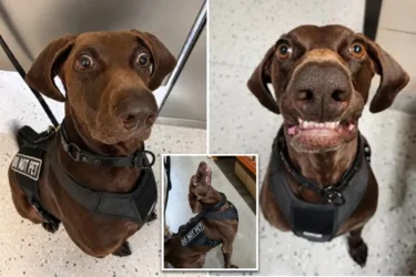 Texas airport dog ‘Bolt’ declared TSA’s ‘cutest canine’ — as viral pooch steals internet’s hearts