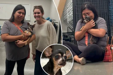 Heartwarming moment dog is reunited with ‘bawling’ owner — 12 years after she vanished