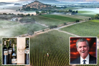 Gavin Newsom’s winery revealed as only one to get state payout for wildfires — and vineyard bosses are furious