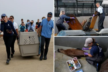 Disoriented California sea lions sickened by brain-altering toxin: ‘Not their normal selves’