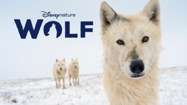 Disneynature Reveals First Look at 2027 Film “Wolf”