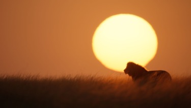 TV Review: Nat Geo’s “Lion” Finds “The Lion King” in the Wild