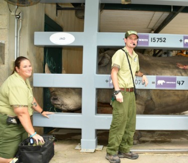 Up Close with Rhinos Tour at Disney’s Animal Kingdom: Review
