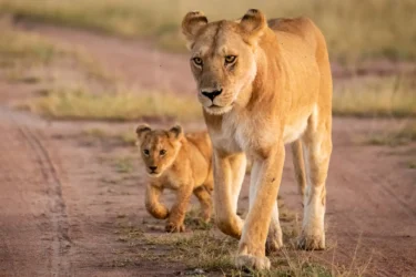 300-pound lioness and cub reportedly on the loose in central Indiana